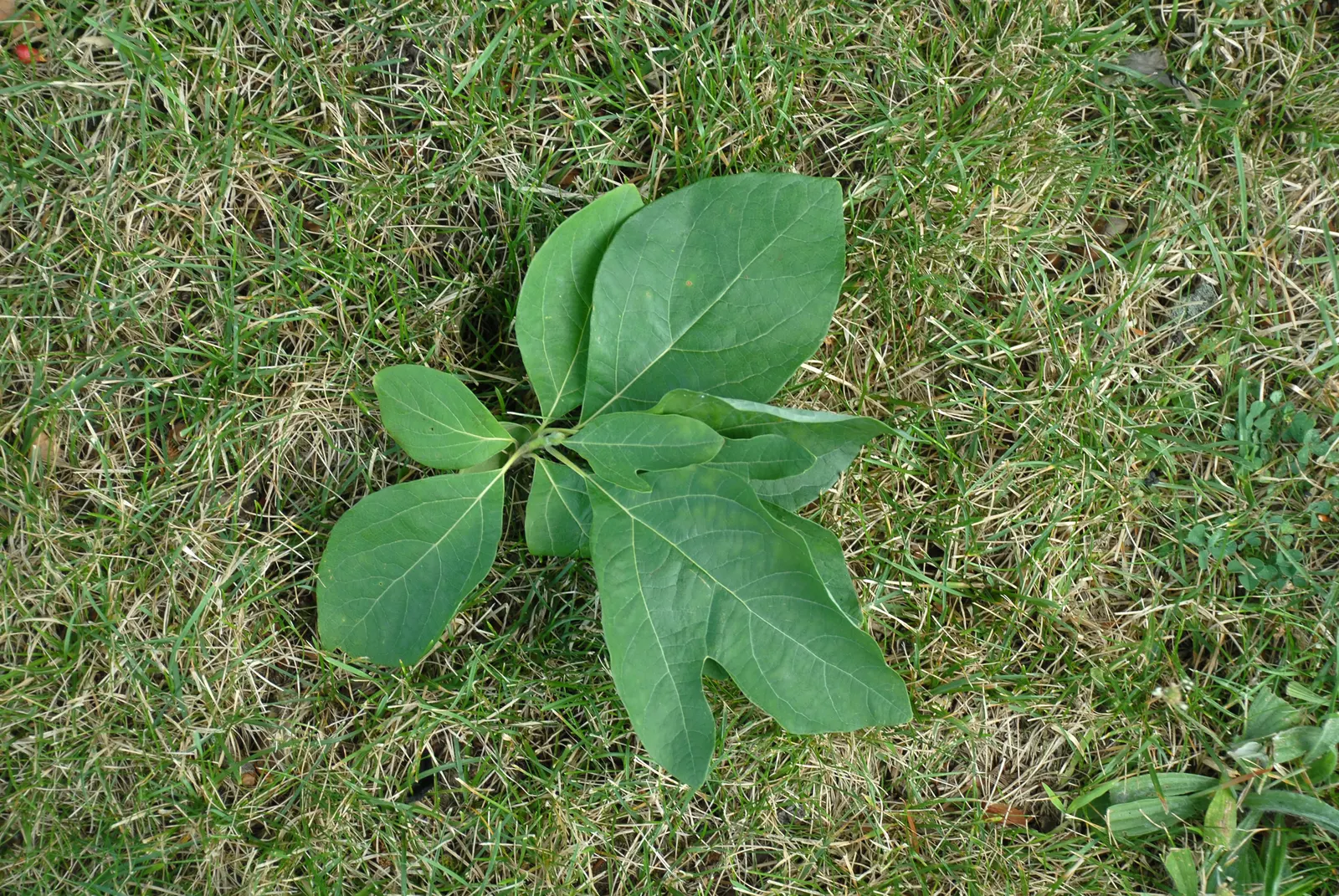 Sassafras (Sassafras Albidum) — approximately 1 to 2 feet per year; its modest size makes it appropriate for residential spaces