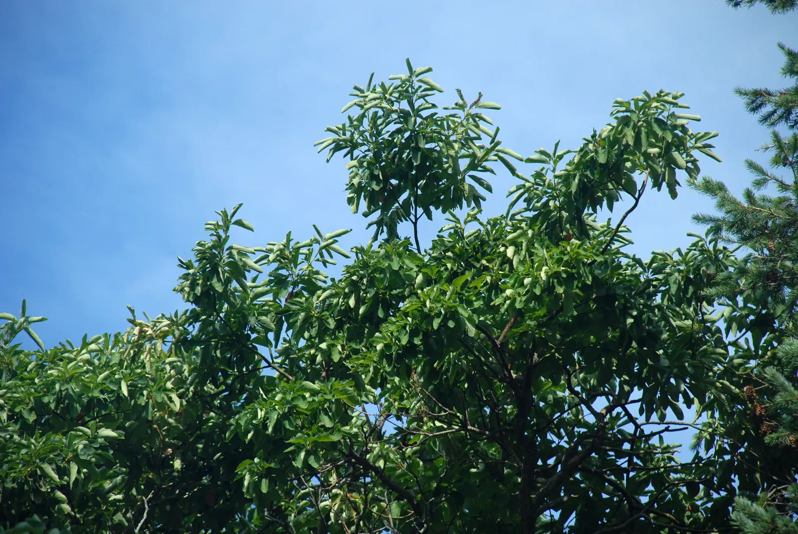 Sassafras (Sassafras Albidum) — preferring full sun to partial shade and well-drained soils