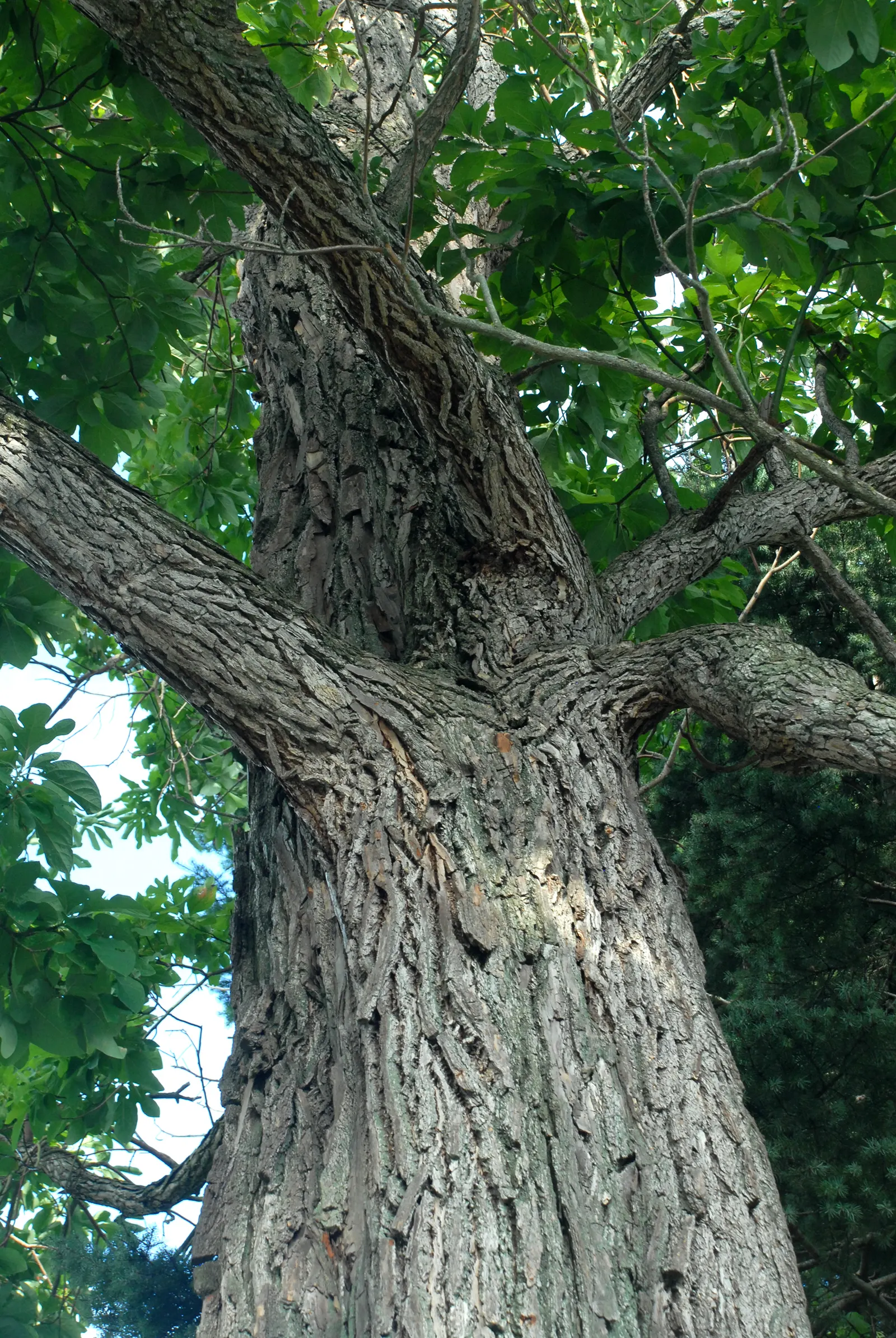 Sassafras (Sassafras Albidum) — The tree boasts yellow-green spring flowers, followed by blue-black berries on female trees; the tree also supports, image 61