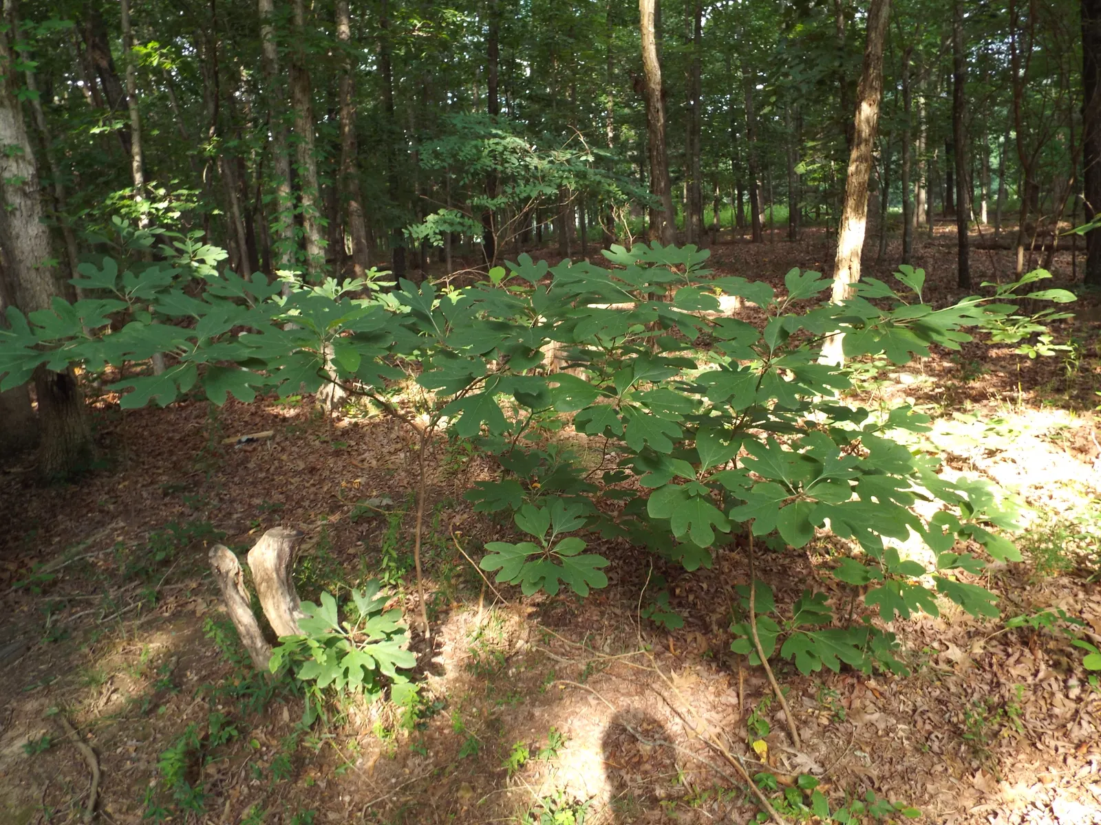 Sassafras (Sassafras Albidum) — turning vibrant shades of yellow; it is also important to note that the tree has been used traditionally for its root bark in