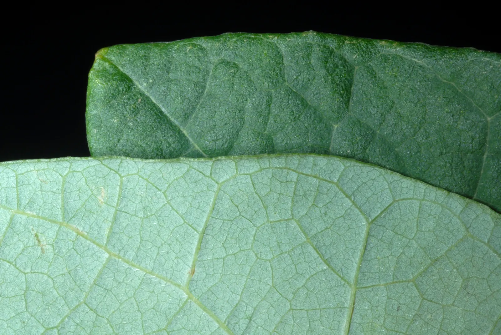 Sassafras (Sassafras Albidum) — which can be managed through regular maintenance; the tree features a medium growth rate