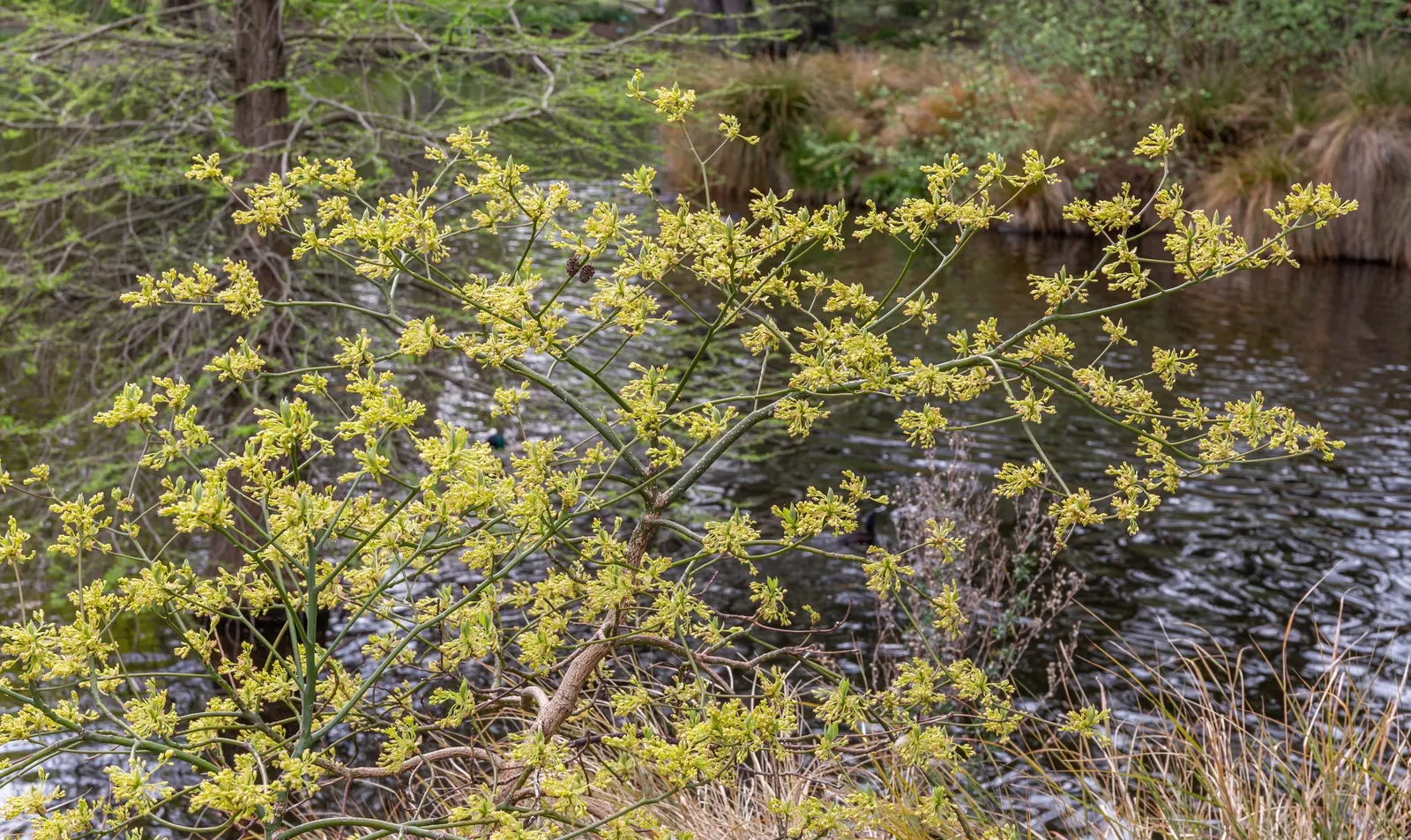 Sassafras (Sassafras Albidum) — Known for its vibrant fall foliage