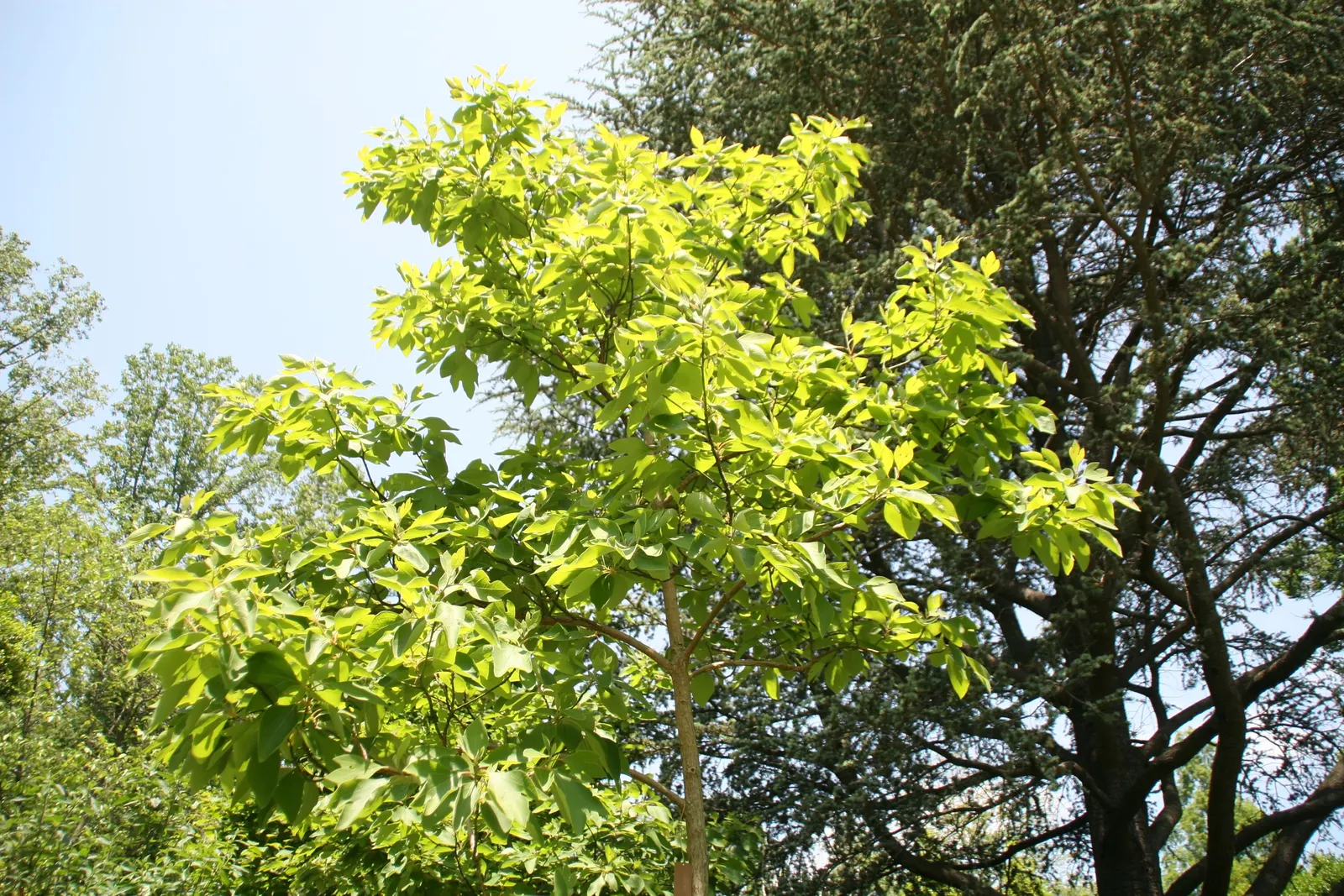 Sassafras (Sassafras Albidum) — shrub / tree with yellow blooms; blue-black drupes borne on red stems