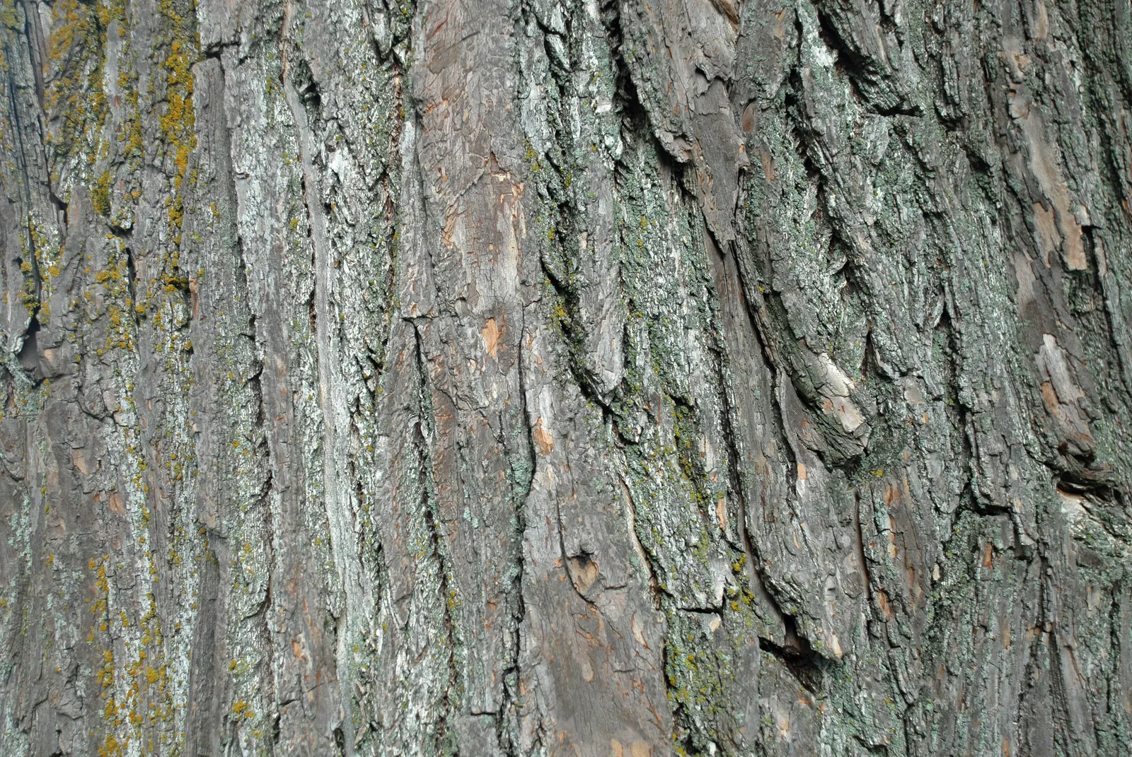 Sassafras (Sassafras Albidum) — or naturalized in woodland gardens; which can be managed through regular maintenance