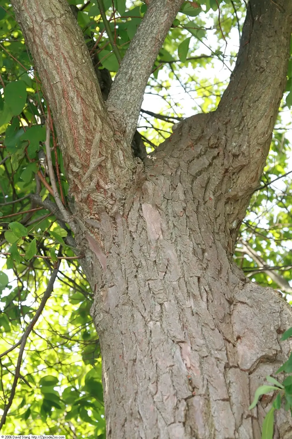 Sassafras (Sassafras Albidum) — The bark of the Sassafras is deeply furrowed and cinnamon-brown