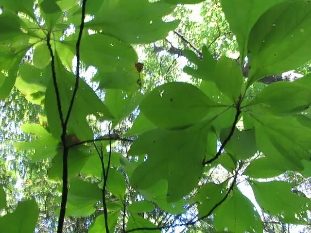 Sassafras (Sassafras Albidum) — preferring full sun to partial shade and well-drained soils; the tree boasts yellow-green spring flowers, followed by