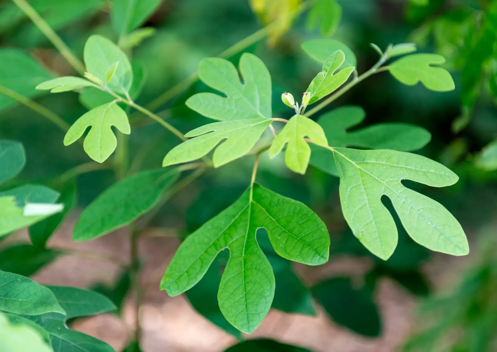 Sassafras (Sassafras Albidum) — and yellow-green flowers that bloom in early spring.<br><br>When incorporating Sassafras into a garden layout