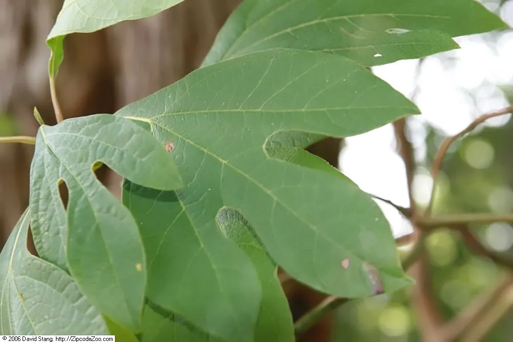 Sassafras (Sassafras Albidum) — The tree also supports local ecology; approximately 1 to 2 feet per year
