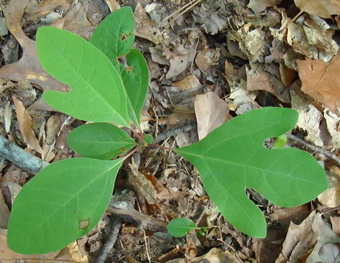 Sassafras (Sassafras Albidum) — turning vibrant shades of yellow