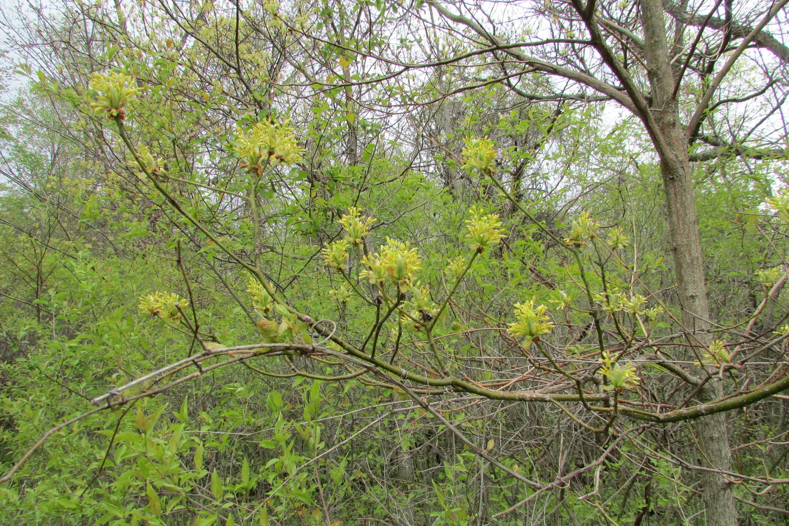 Sassafras (Sassafras Albidum) — yellow flowers in the garden