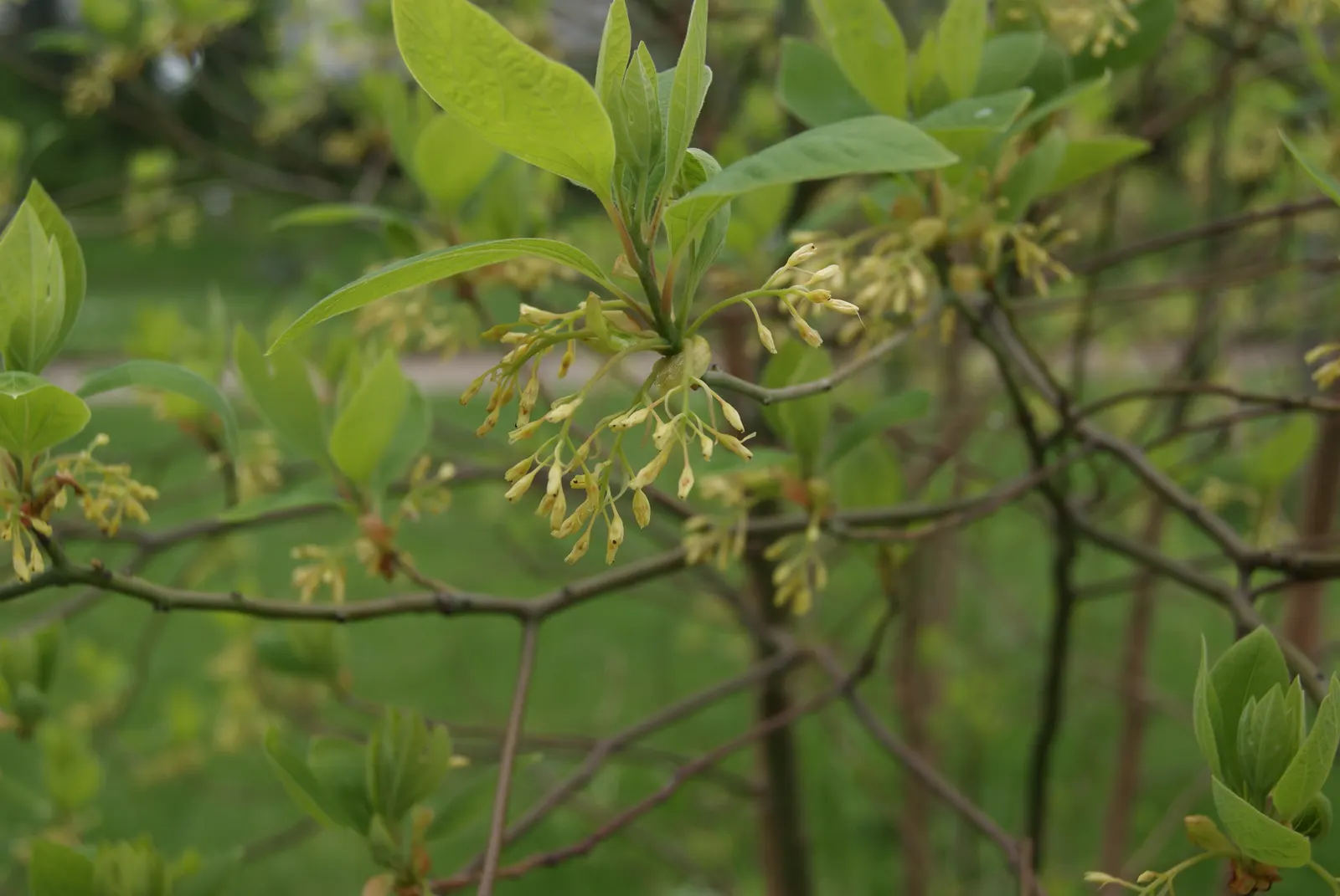 Sassafras (Sassafras Albidum) — It is also important to note that the tree has been used traditionally for its root bark in flavoring drinks; the bark of the