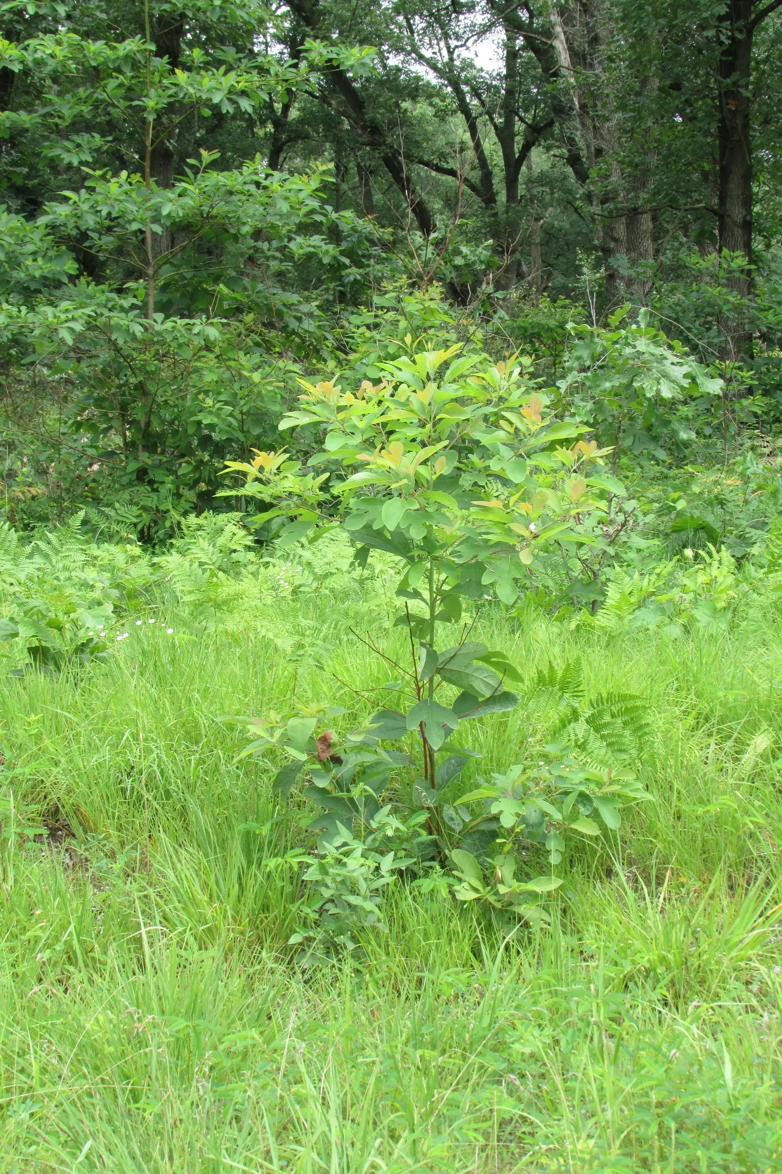 Sassafras (Sassafras Albidum) — The tree features a medium growth rate; which create a unique and varied texture in the landscape, image 64