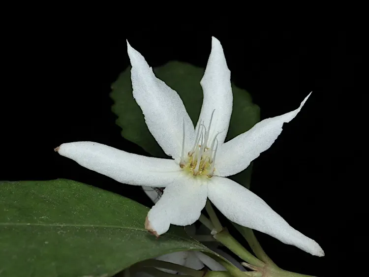 Sassafras (Sassafras Albidum) — It can reach heights up to 60 feet with a spread of 25-40 feet