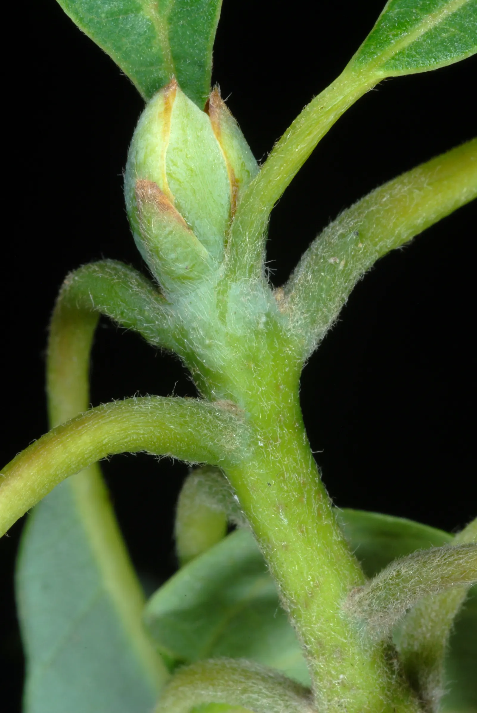Sassafras (Sassafras Albidum) — acidic soils.<br><br>One of the Sassafras's most notable characteristics is its tri-lobed