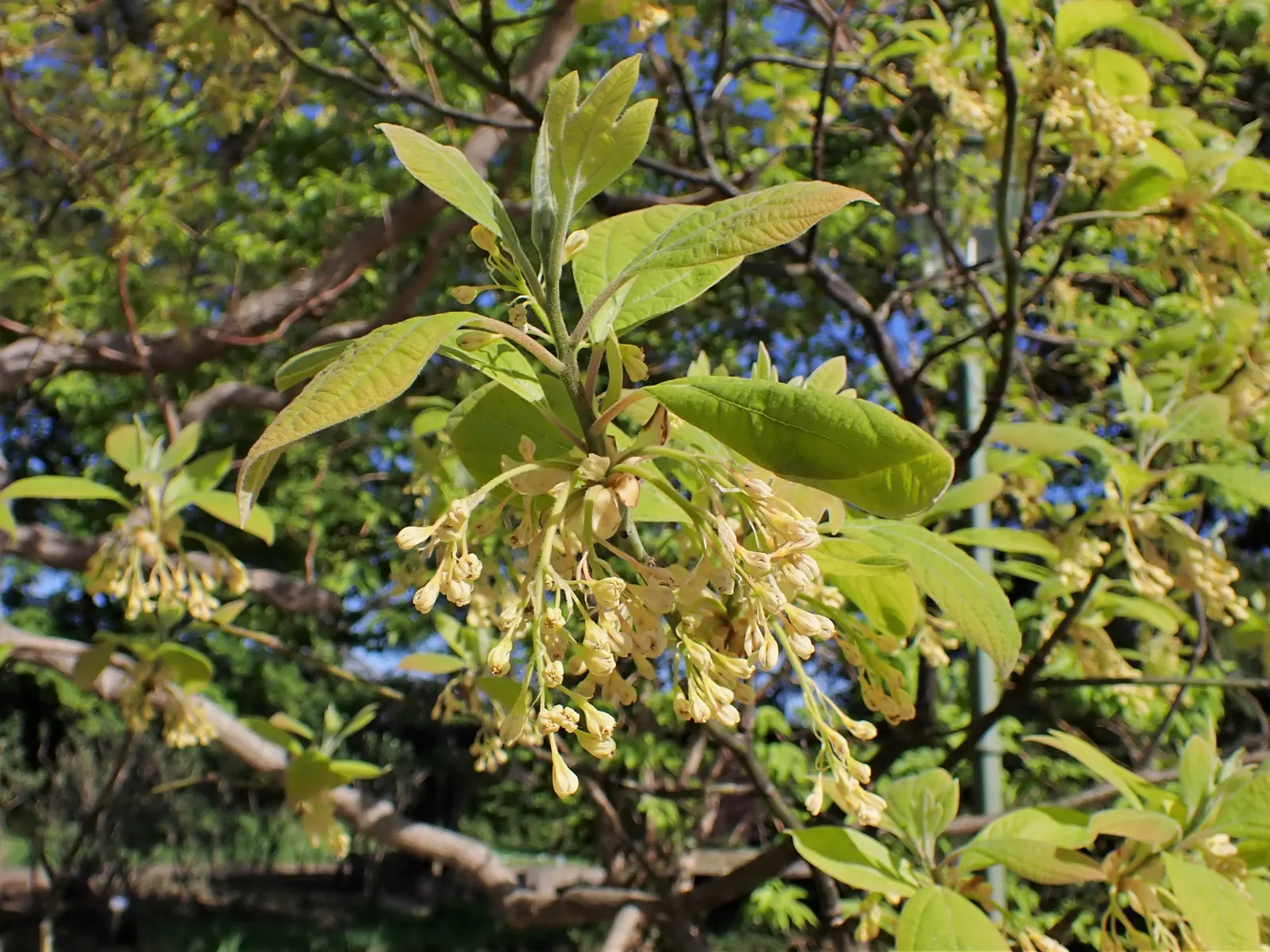Sassafras (Sassafras Albidum) — Sassafras is effective as a focal point, image 73