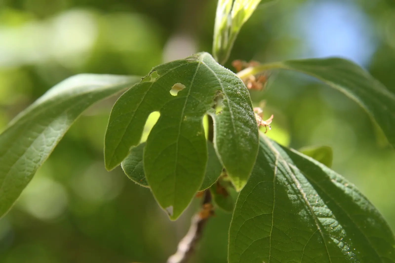 Sassafras (Sassafras Albidum) — or naturalized in woodland gardens; which can be managed through regular maintenance, image 74