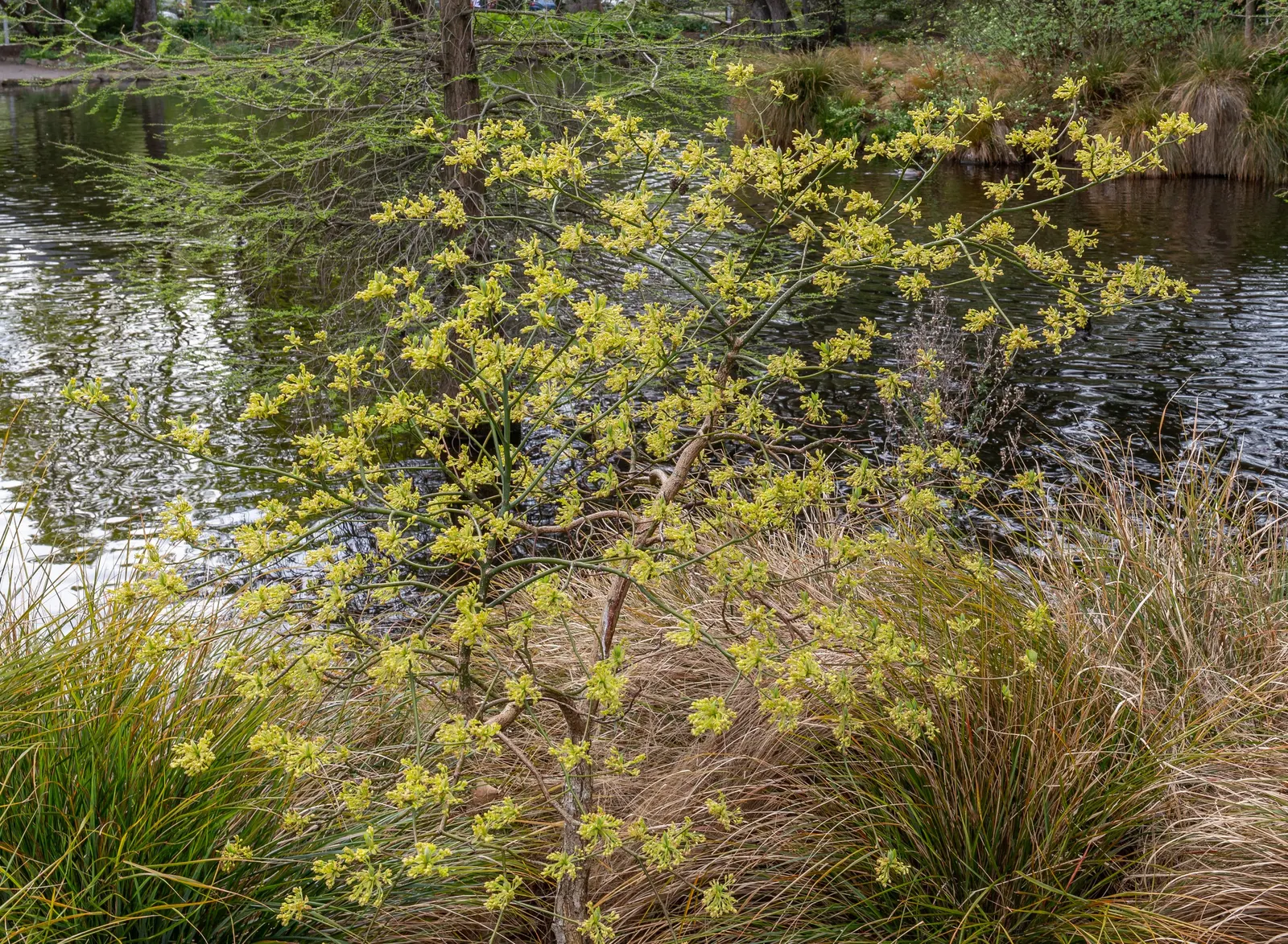 Sassafras (Sassafras Albidum) — which can be managed through regular maintenance