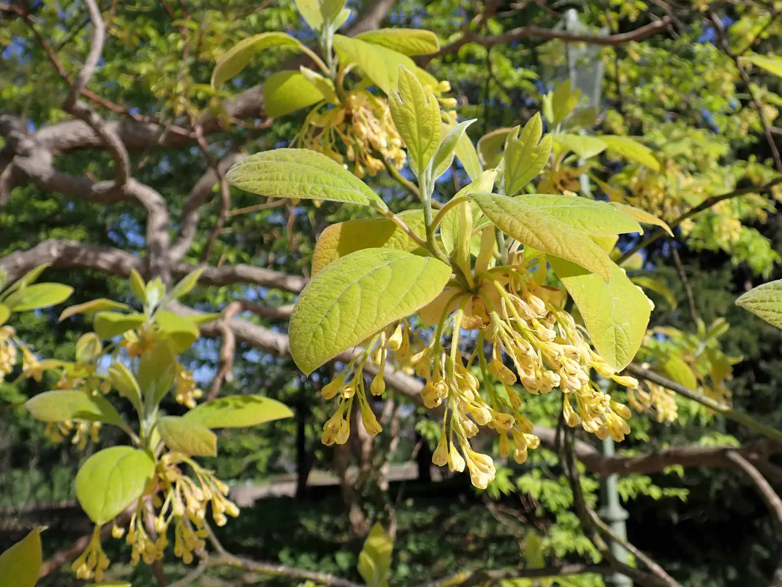 Sassafras (Sassafras Albidum) — Its modest size makes it appropriate for residential spaces