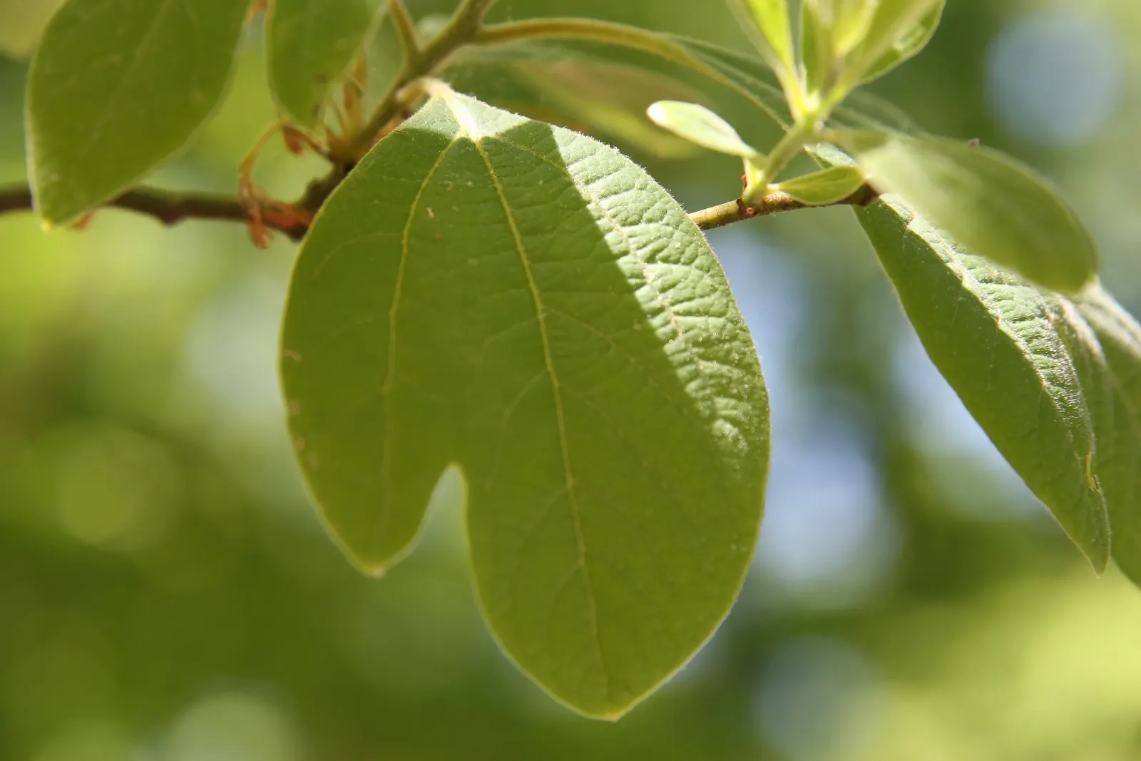 Sassafras (Sassafras Albidum) — blue-black drupes borne on red stems