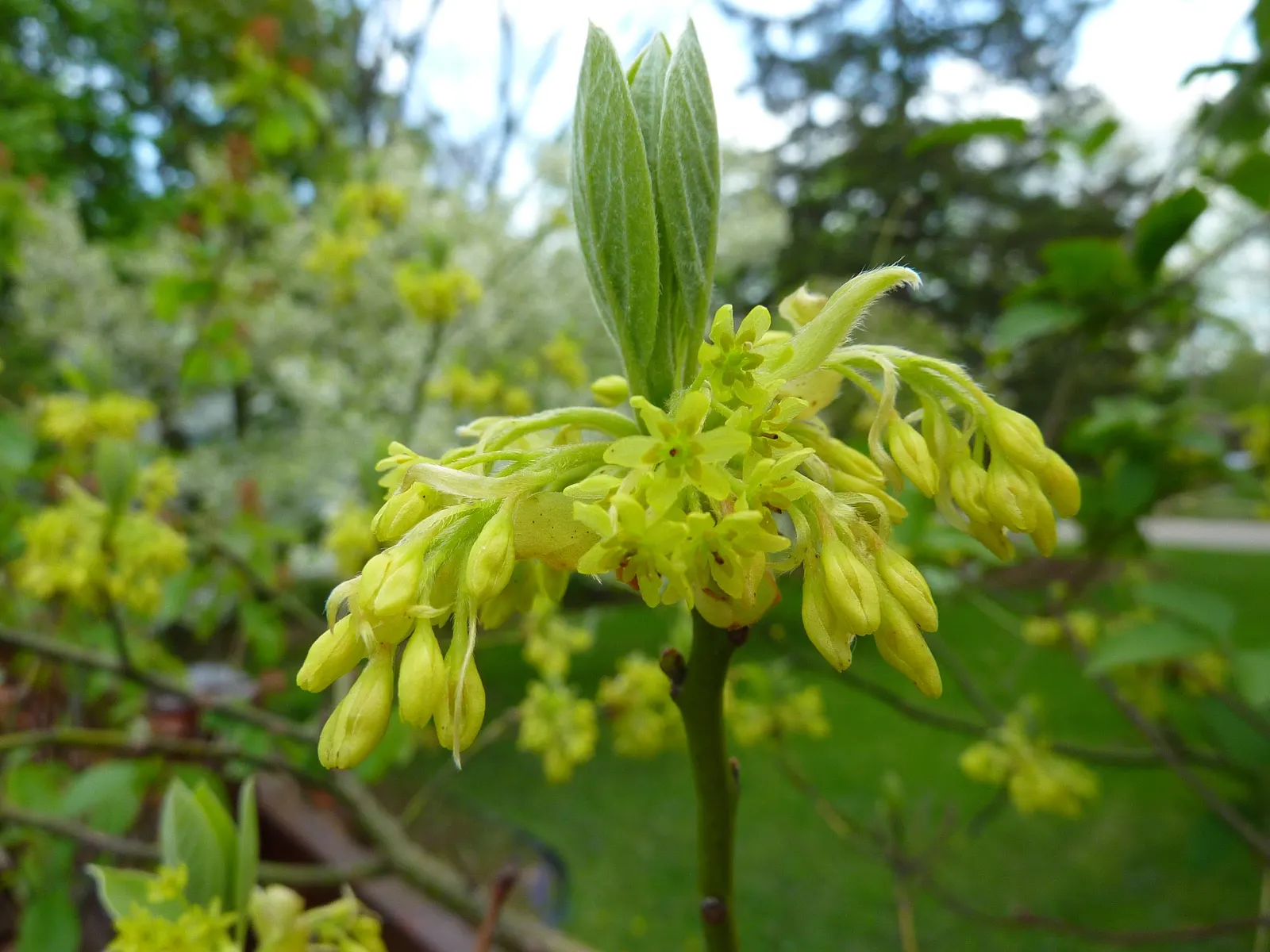Sassafras (Sassafras Albidum) — preferring full sun to partial shade and well-drained soils; the tree boasts yellow-green spring flowers, followed, image 63