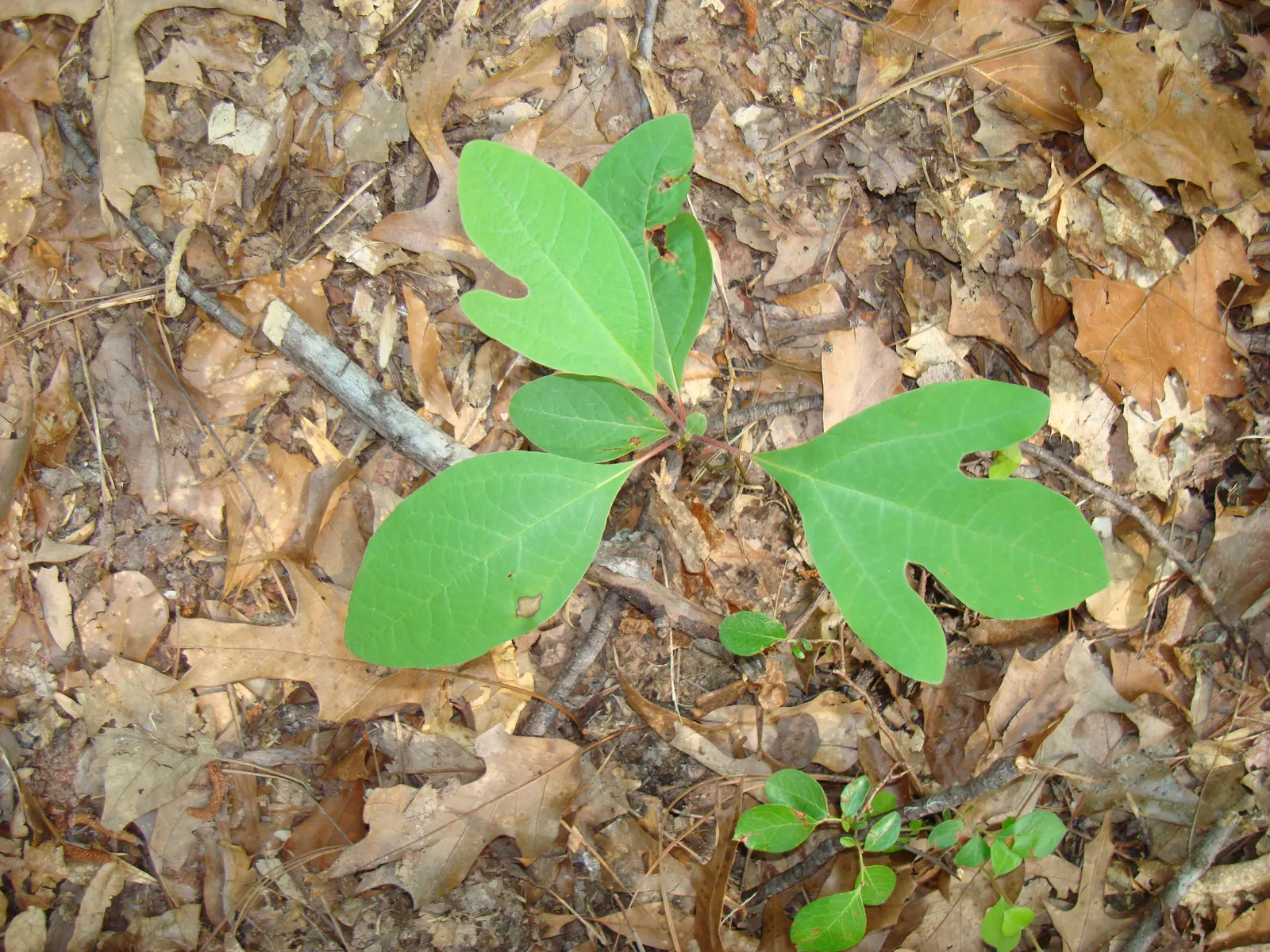 Sassafras (Sassafras Albidum) — The tree features a medium growth rate
