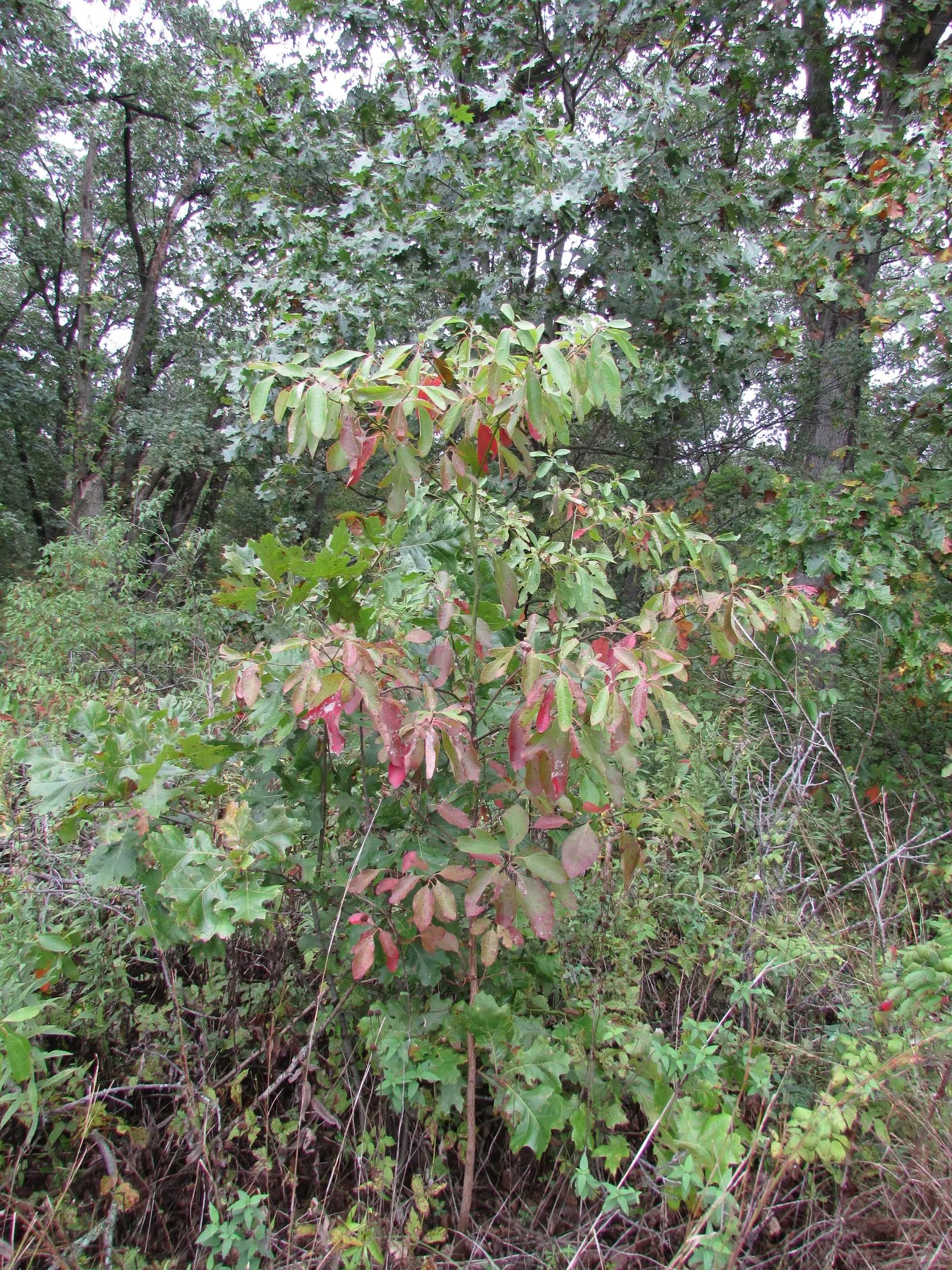 Sassafras (Sassafras Albidum) — commonly referred to as Sassafras; known for its vibrant fall foliage, image 59