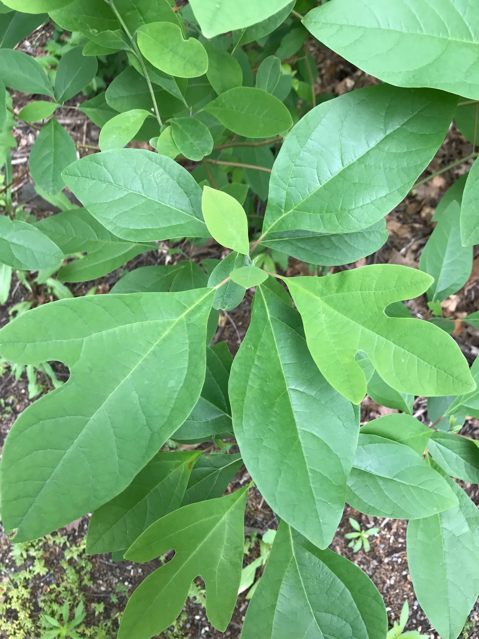 Sassafras (Sassafras Albidum) — It can reach heights up to 60 feet with a spread of 25-40 feet; the foliage provides a stunning display, image 60