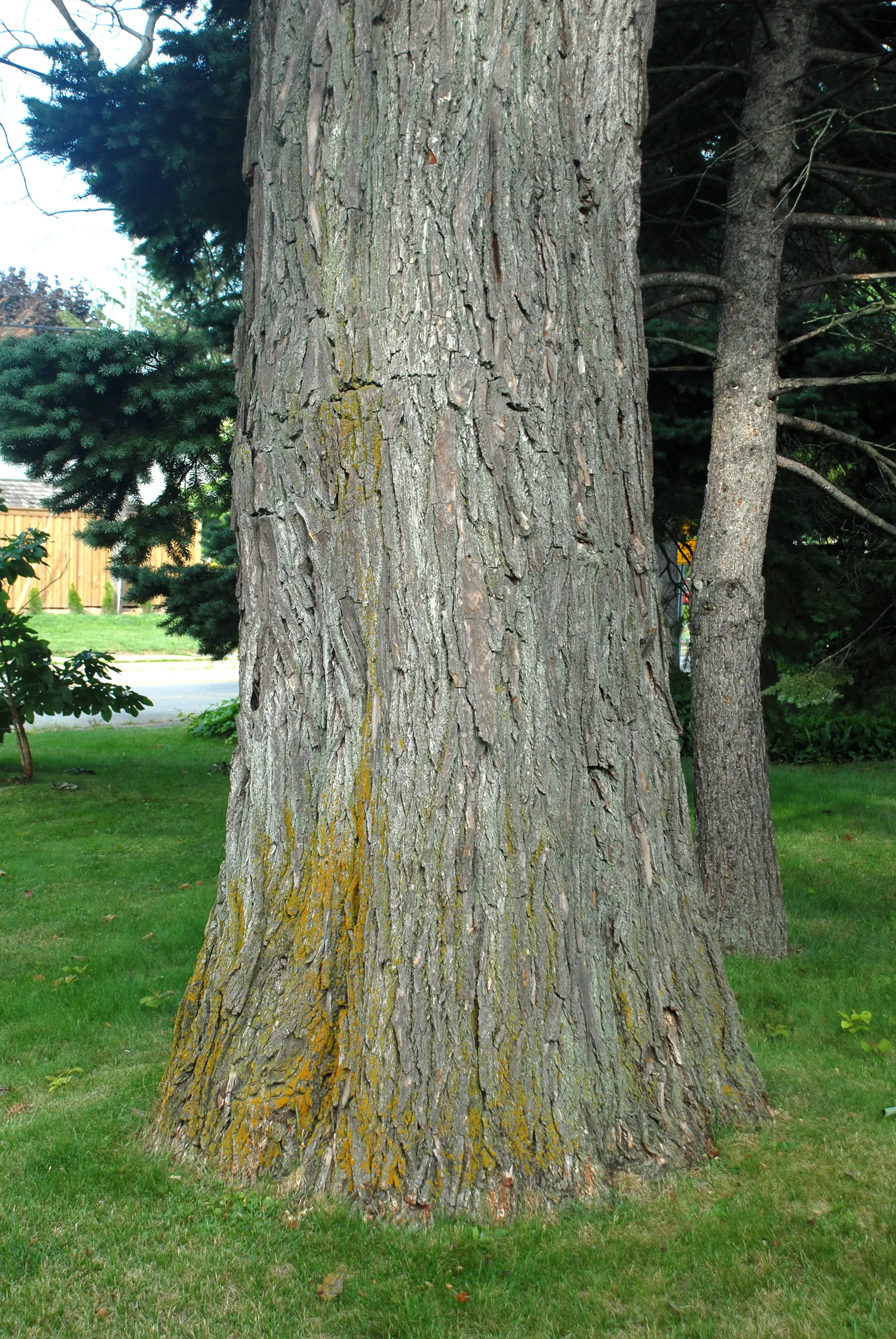 Sassafras (Sassafras Albidum) — yellow flowers in the garden; turning vibrant shades of yellow