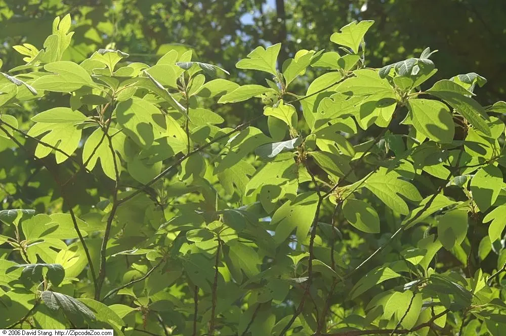 Sassafras (Sassafras Albidum) — approximately 1 to 2 feet per year