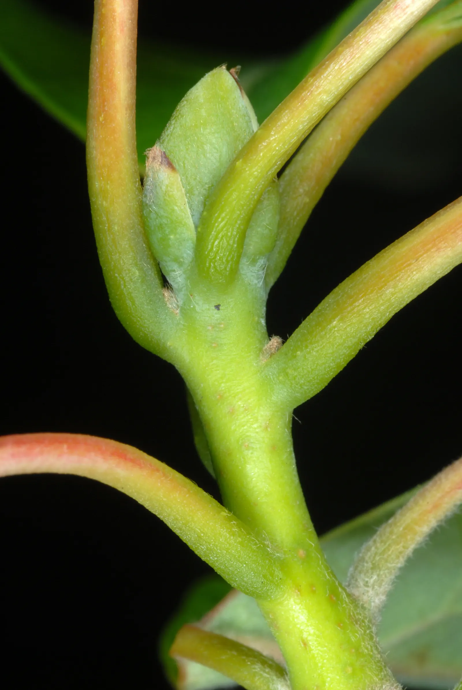Sassafras (Sassafras Albidum) — and adapts well to a variety of soil types