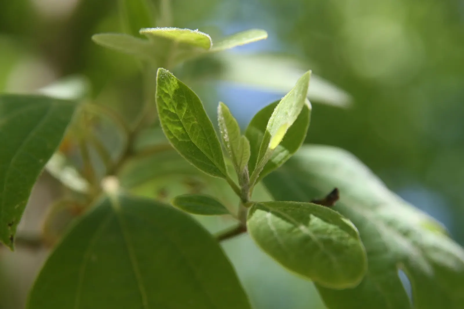 Sassafras (Sassafras Albidum) — commonly referred to as Sassafras