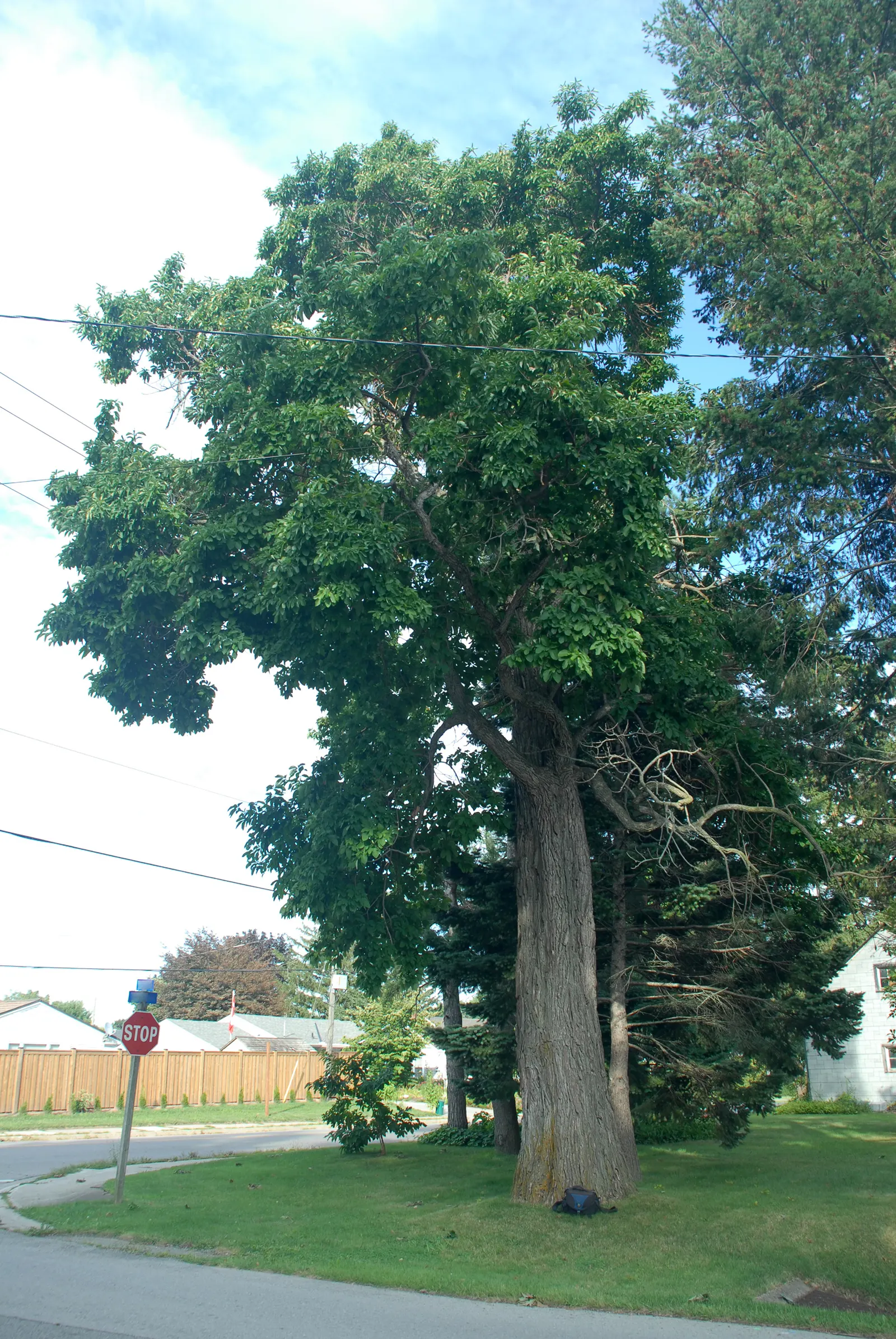 Sassafras (Sassafras Albidum) — Sassafras is effective as a focal point