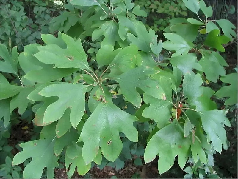 Sassafras (Sassafras Albidum) — The bark of the Sassafras is deeply furrowed and cinnamon-brown; commonly referred to as Sassafras, image 71