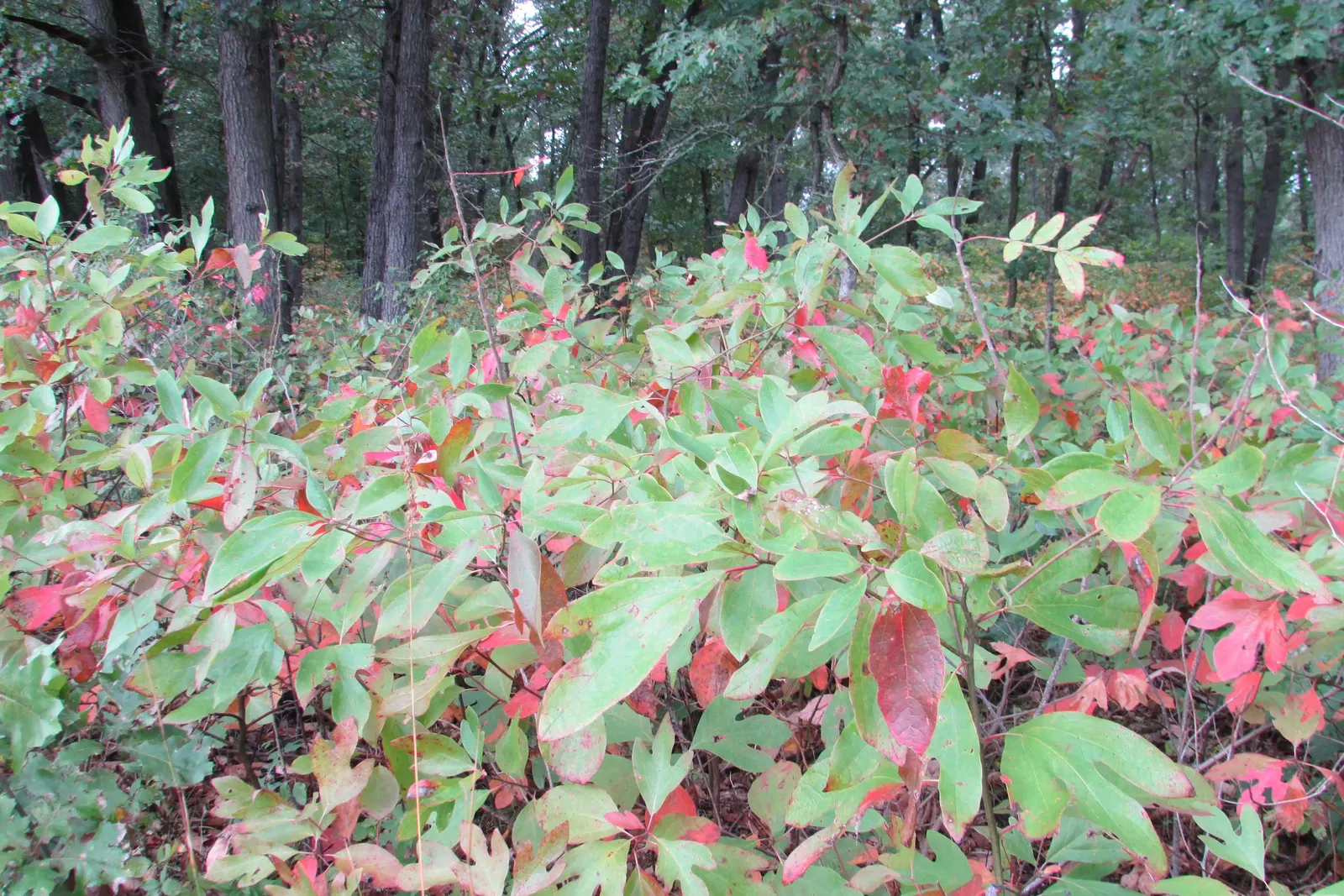 Sassafras (Sassafras Albidum) — the foliage provides a stunning display; or naturalized in woodland gardens, image 69