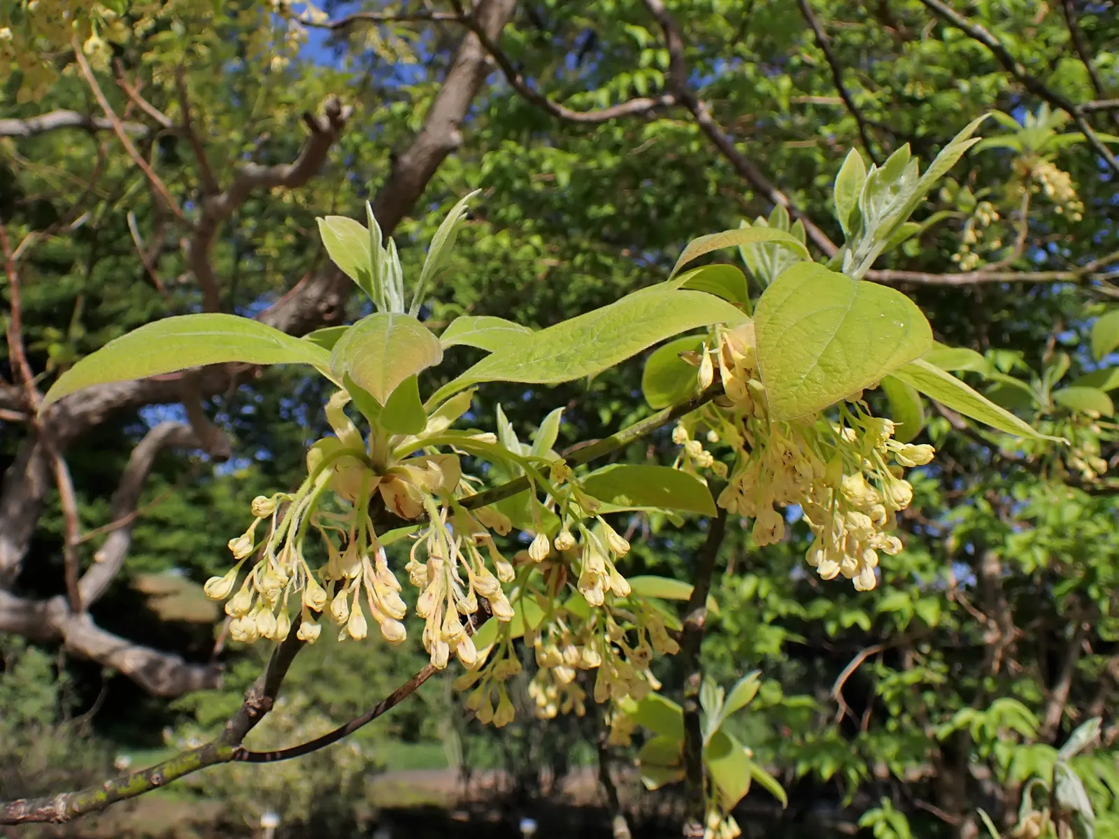 Sassafras (Sassafras Albidum) — which create a unique and varied texture in the landscape
