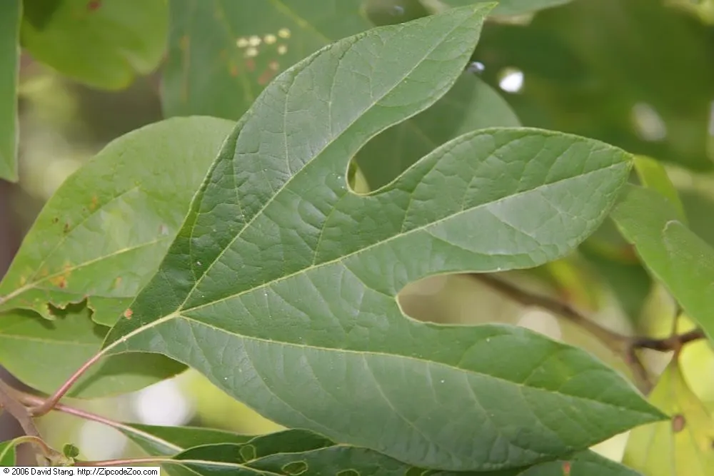 Sassafras (Sassafras Albidum) — shrub / tree with yellow blooms