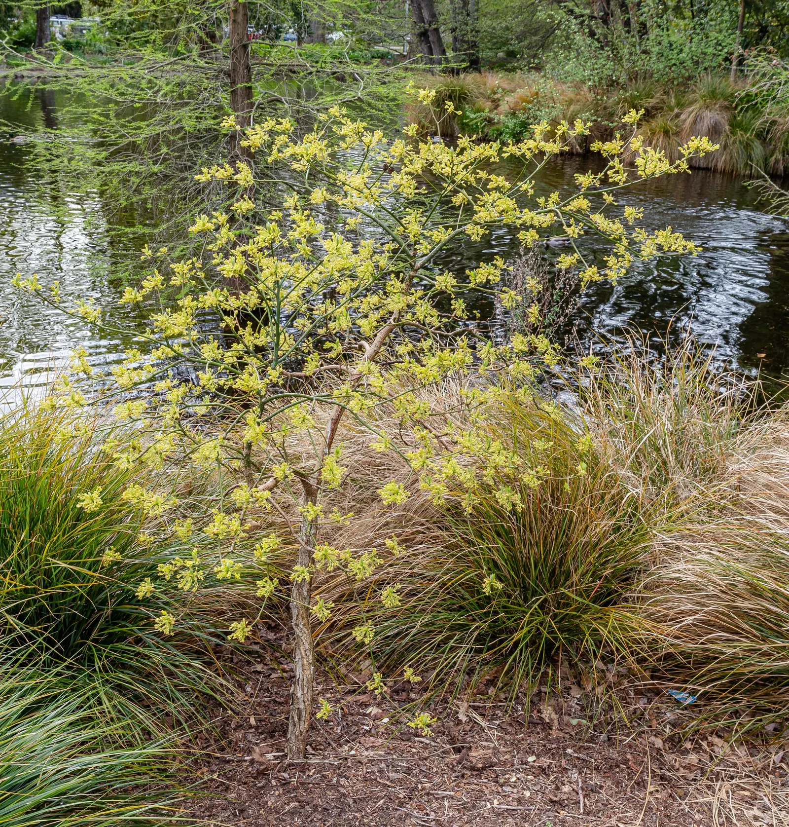 Sassafras (Sassafras Albidum) — Sassafras is effective as a focal point, image 44