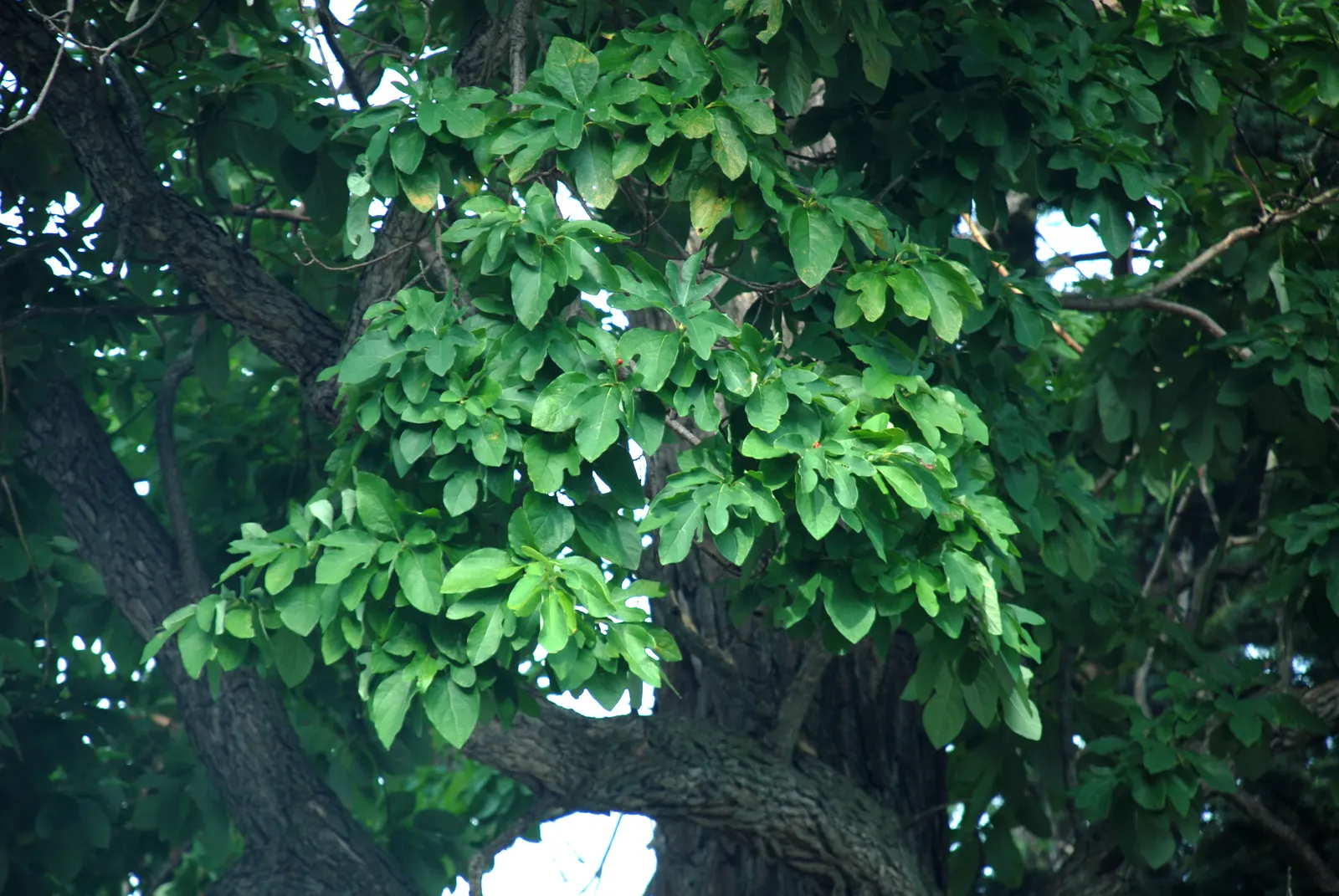 Sassafras (Sassafras Albidum) — which create a unique and varied texture in the landscape; acidic soils.<br><br>One of the Sassafras's most notable