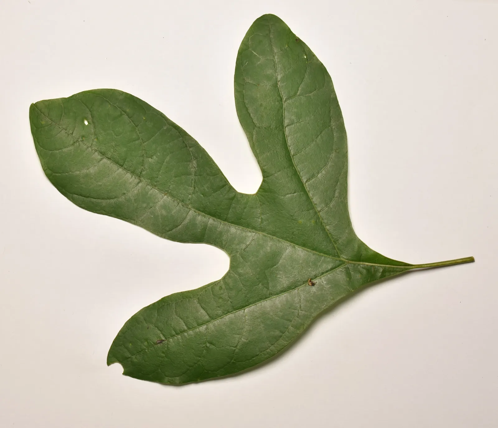 Sassafras (Sassafras Albidum) — and adapts well to a variety of soil types; and its leaves in cooking, image 66