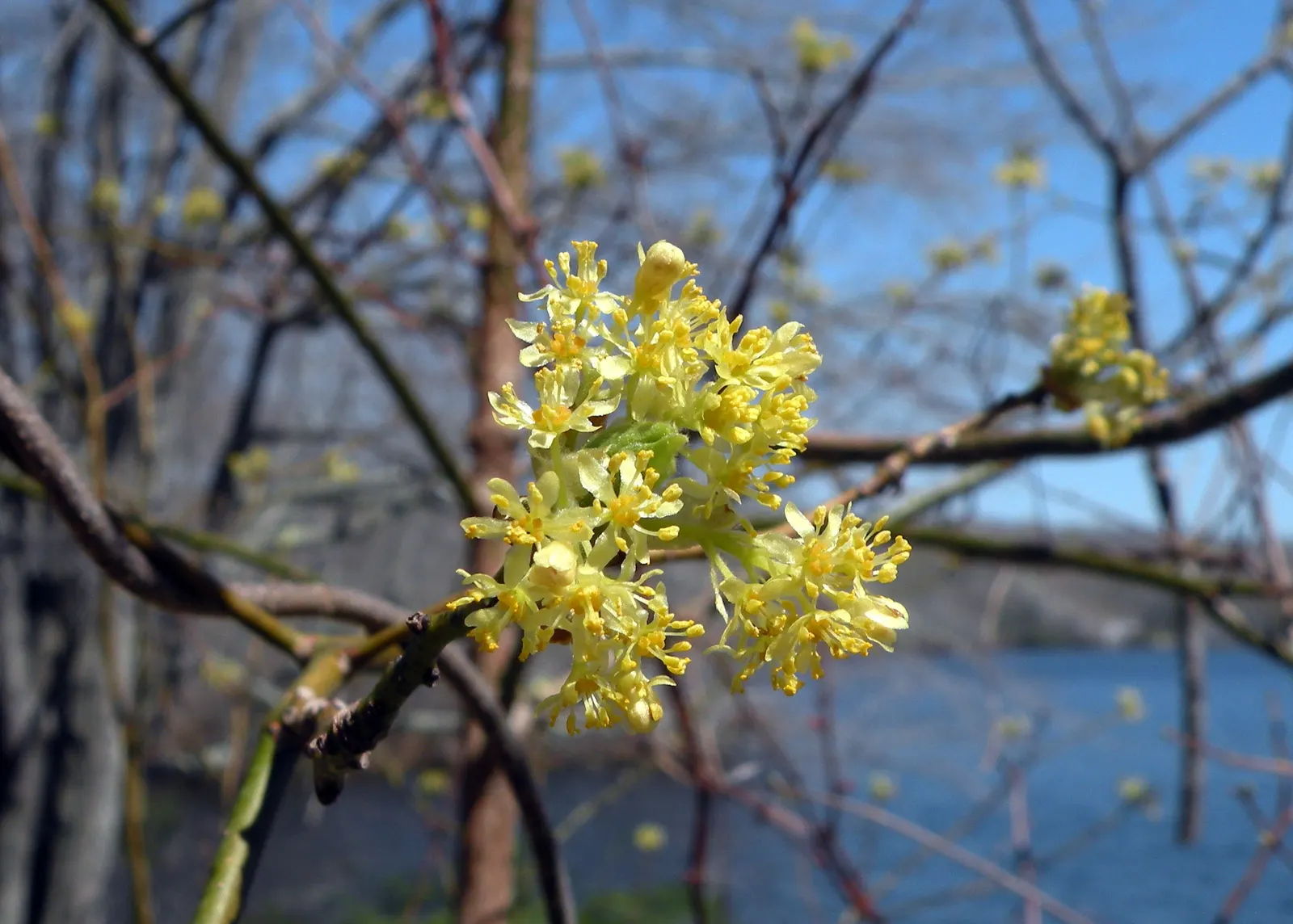Sassafras (Sassafras Albidum) — which create a unique and varied texture in the landscape; acidic soils.<br><br>One of the Sassafras's most notable, image 68