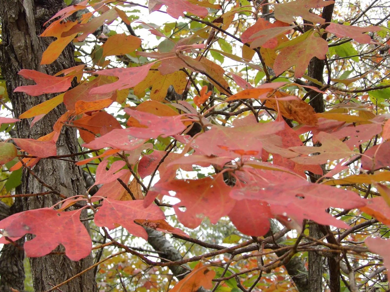 Sassafras (Sassafras Albidum) — turning vibrant shades of yellow; it is also important to note that the tree has been used traditionally for its, image 70