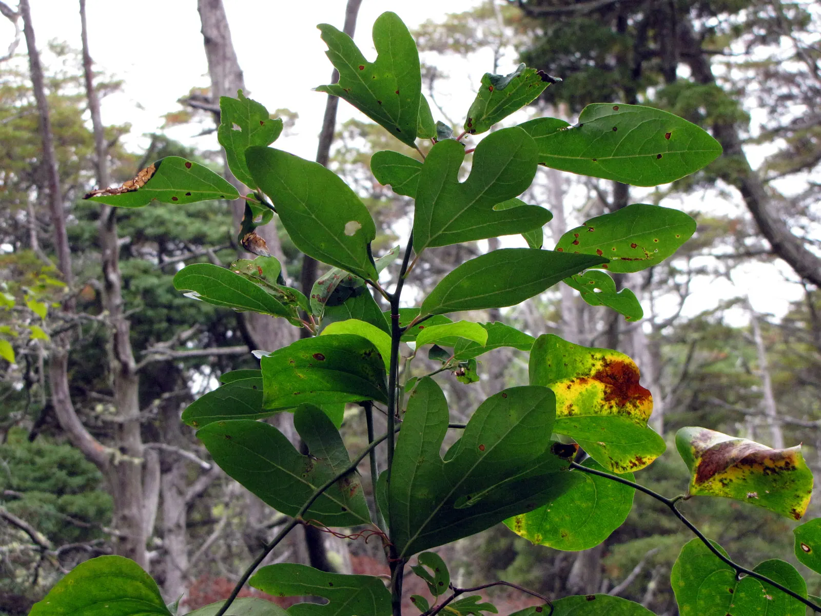 Sassafras (Sassafras Albidum) — the foliage provides a stunning display