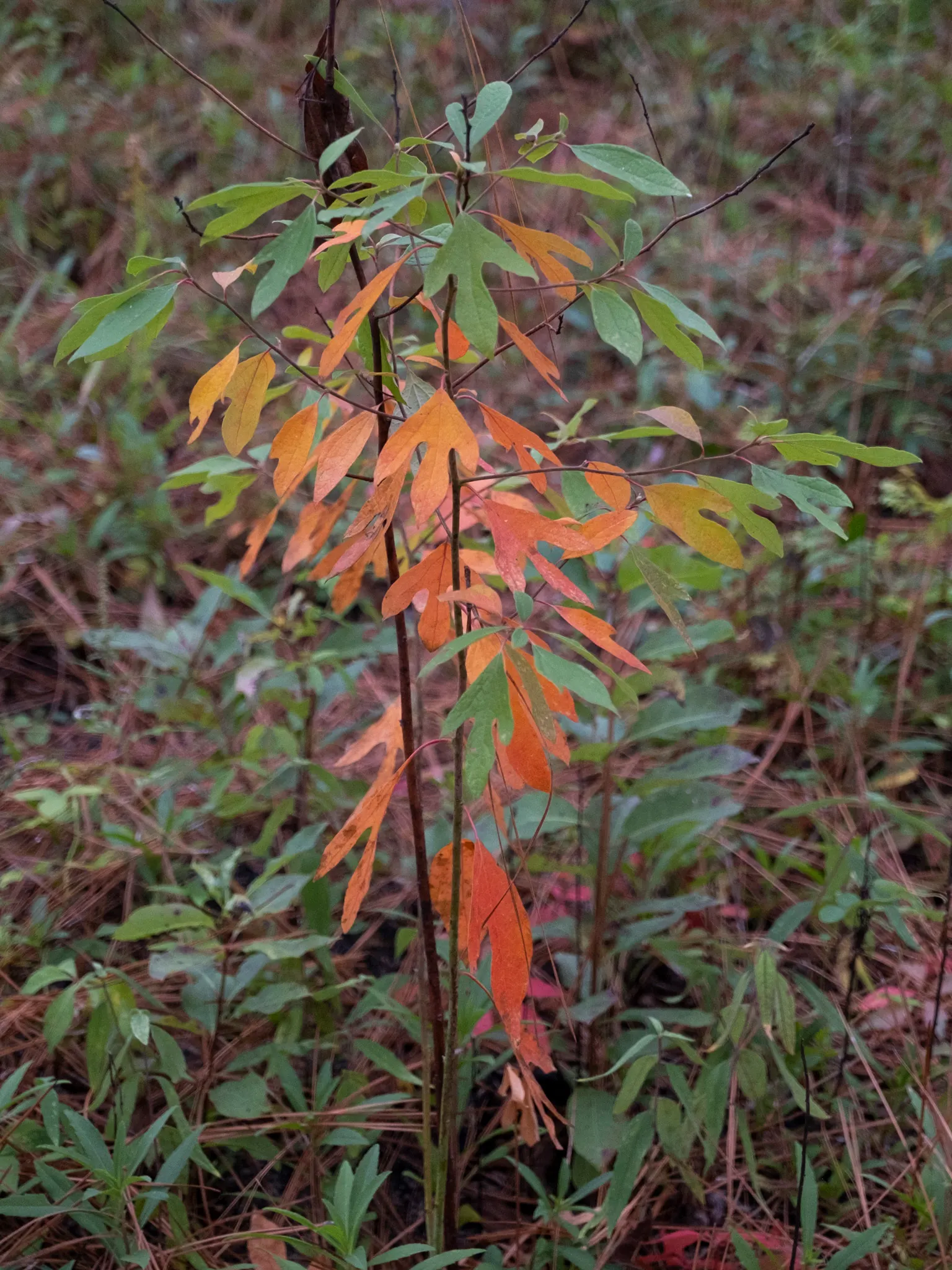 Sassafras (Sassafras Albidum) — The tree boasts yellow-green spring flowers, followed by blue-black berries on female trees