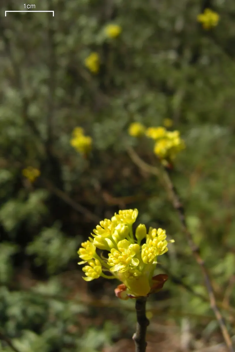 Sassafras (Sassafras Albidum) — The tree features a medium growth rate; which create a unique and varied texture in the landscape