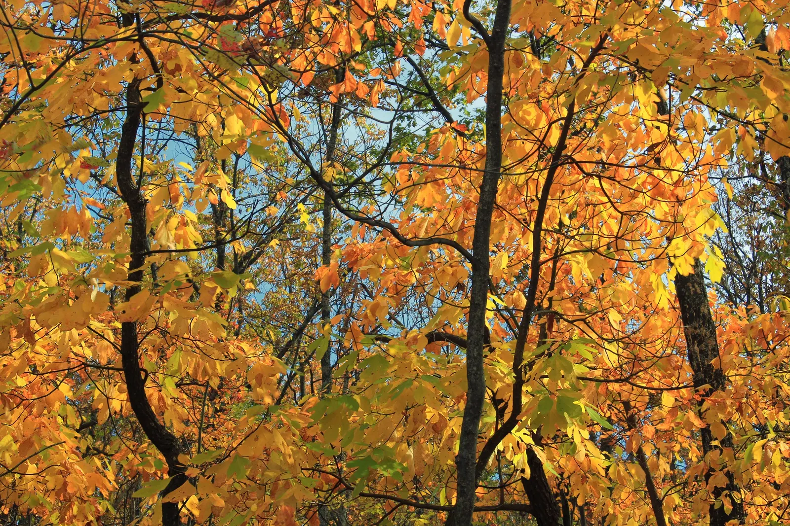 Sassafras (Sassafras Albidum) — or naturalized in woodland gardens