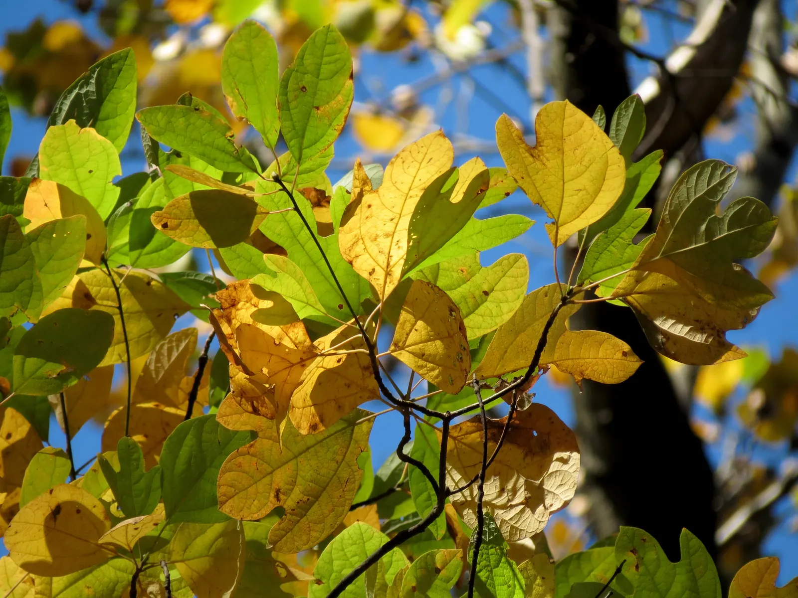 Sassafras (Sassafras Albidum) — the foliage provides a stunning display; or naturalized in woodland gardens