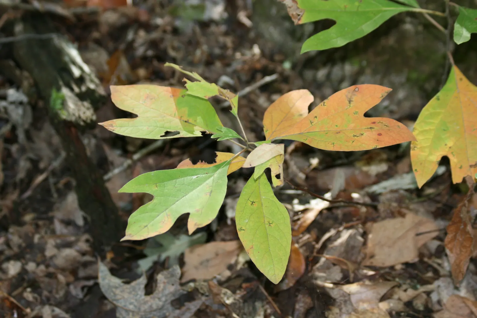 Sassafras (Sassafras Albidum) — blue-black drupes borne on red stems; adding winter interest.<br><br>In the landscape design