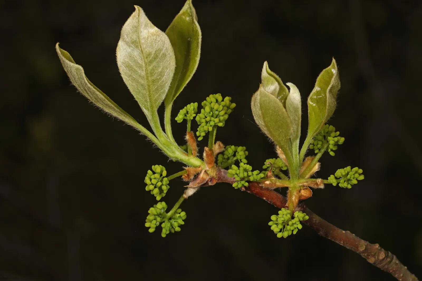 Sassafras (Sassafras Albidum) — shrub / tree for full or half; making it suitable for a broad range of landscapes across much of the United States