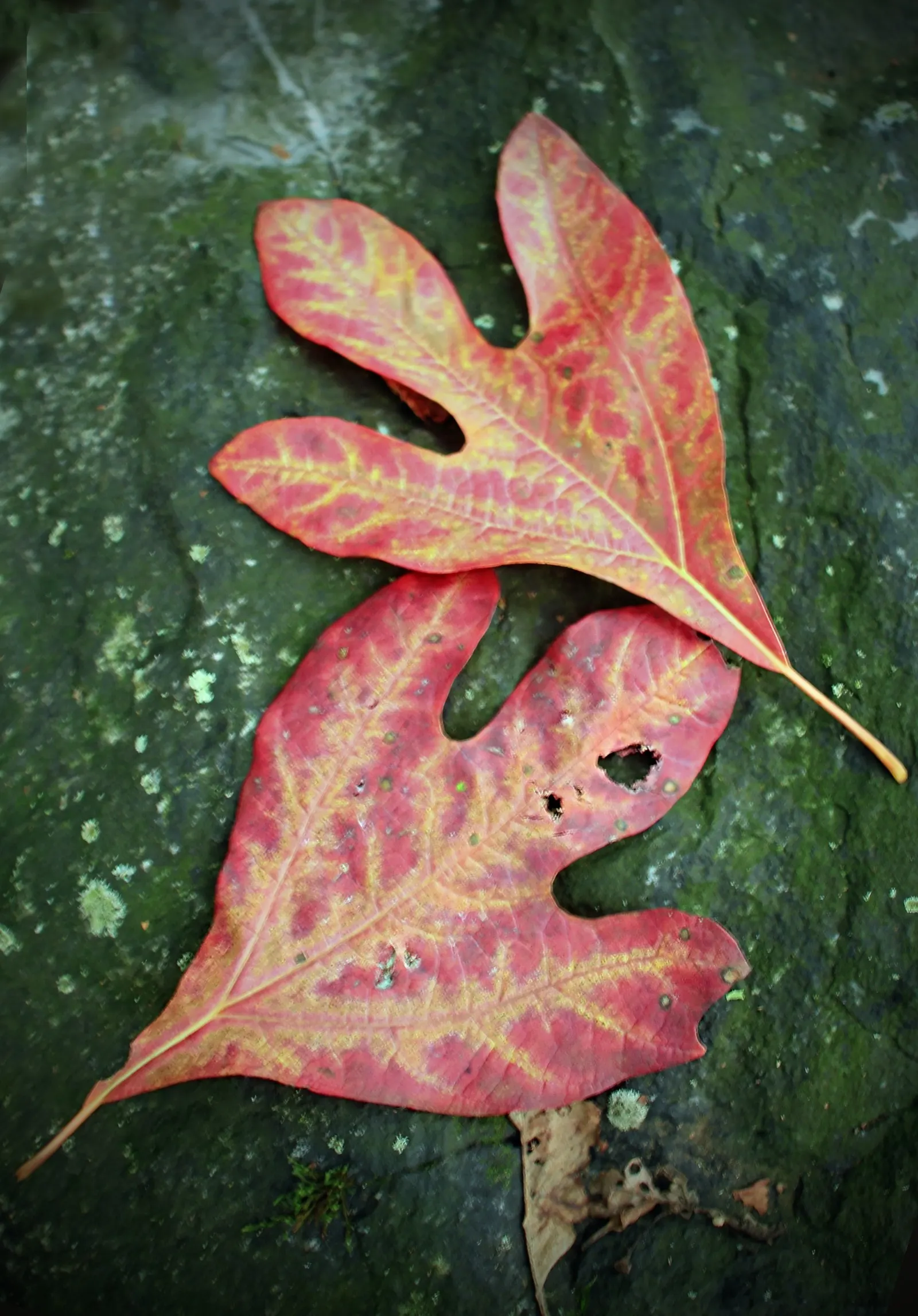 Sassafras (Sassafras Albidum) — The tree also supports local ecology