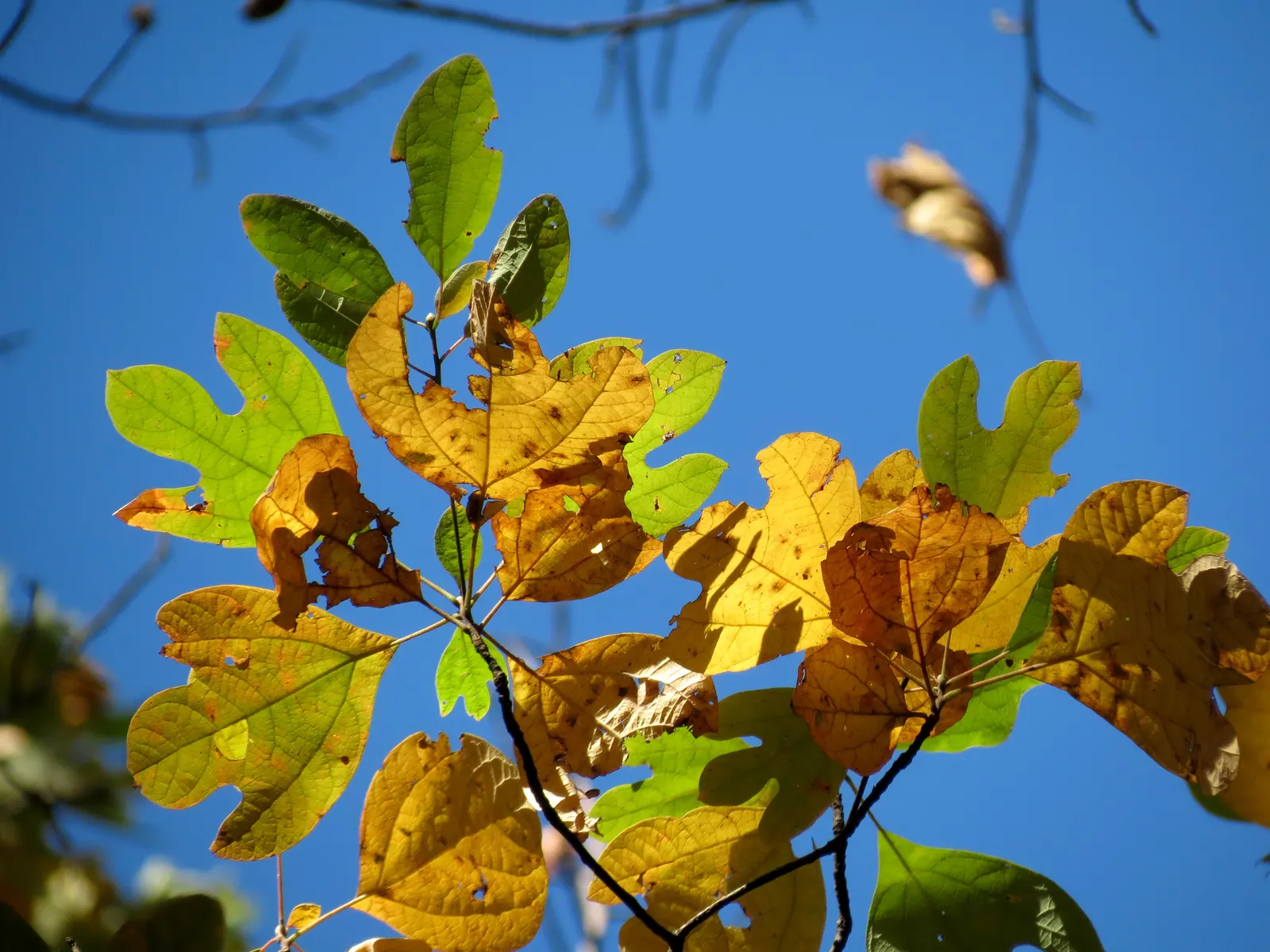 Sassafras (Sassafras Albidum) — be informed that it does spread by suckers